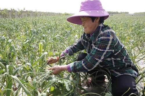 邳州蒜苔价格最新行情-邳州蒜苔实时价格动态