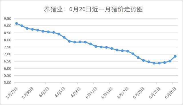 明日猪市佳讯：最新猪价看涨，美好前景尽收眼底