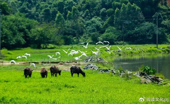 探索动物新天地：发现自然之美，共享生态新篇章